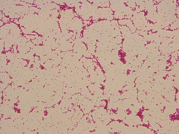 Coccus Slides - Coccus 05 400X